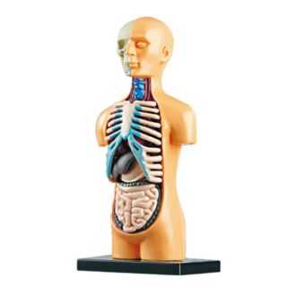 yozhiqu Lernspielzeug menschliches Körpermodell (1-St), mit abnehmbaren Organen, DIY- (1-St), Lernspielzeug Aufklärung Bildung menschliche Knochen und Organe